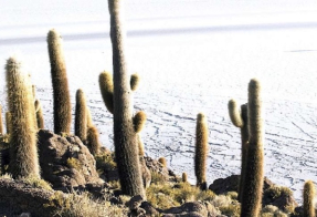 Empresas de Australia y Canadá impulsan la exploración del litio en Argentina 