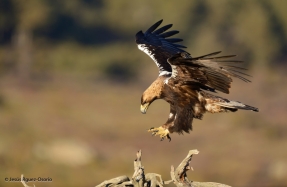 SEO/BirdLife denuncia la muerte de águilas imperiales en tres parques eólicos autorizados en Albacete