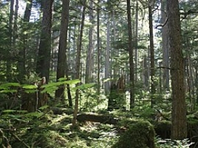 Court Rules to Continue Protection for 50 Million Acres of Forest