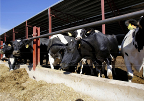 Oportunidad de futuro para la elaboración de nuevos productos fertilizantes y la recuperación de agua de alta calidad a partir del digestato