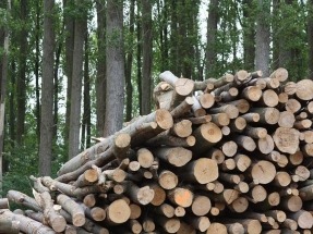 Companies Join to Study Commercial Production of Low Carbon Biofuel Using Woody Biomass 