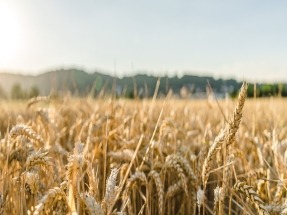 Vedanta Power Supports Set-up of Punjab’s Largest Torrefied Biomass Plant