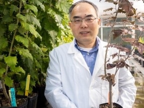 Q&A with Xiaohan Yang: Transforming Plants for a Cleaner Future