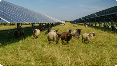 Okovate Acquires Fundusol to Scale “Agriculture-First” Solar 