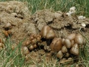 La UE propone abonos bio frente a los fertilizantes sintéticos, muy intensivos en consumo de energía