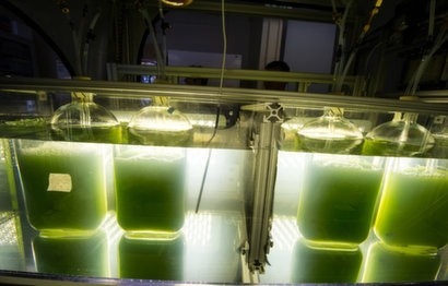 Muradel produces crude oil from algae at demonstration plant