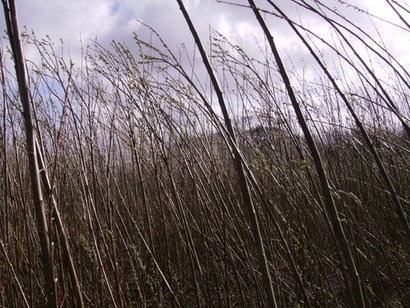 CT scanning shows why tilting trees produce better biofuel