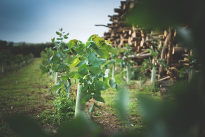 UK’s first commercial eucalyptus firewood plantation opens for business