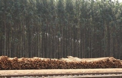 Enviva launches new wood biomass supply tracking system
