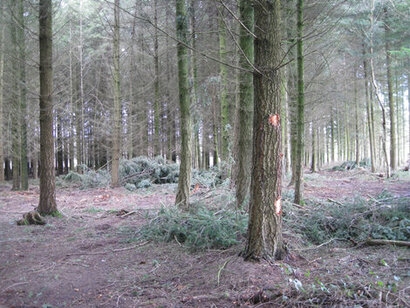 Campaigns questioning the use of woody biomass for energy are missing key facts says IEA  Bioenergy