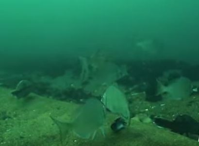 AWEA releases video of fish feeding at America’s first offshore wind farm