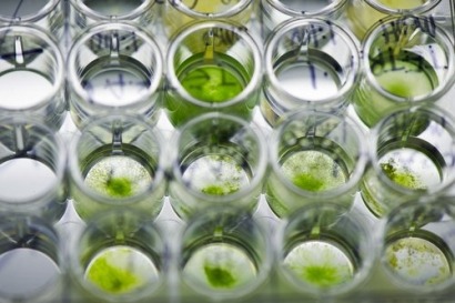 US Department of Energy funds microalgae biomass research