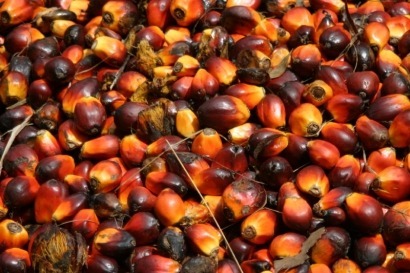 Crop giant turns to sustainable palm oil for biodiesel production in Brazil