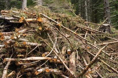 Forest Research and E.ON to lead ETI bioenergy project