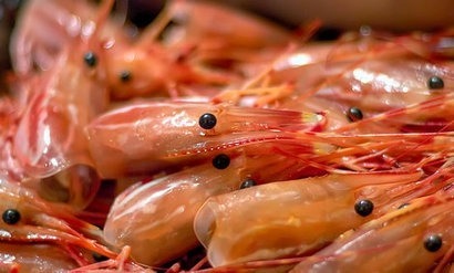 London University researchers create solar cells from shrimps