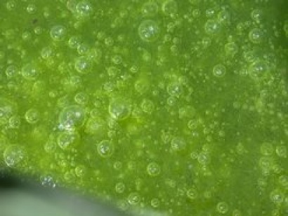 Algae. Tec announces biofuels deal with Biodiesel Industries Australia