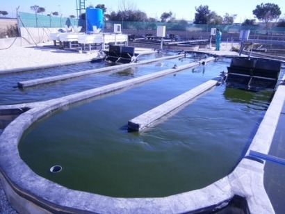 Pioneering European project produces first algae crops for bioenergy