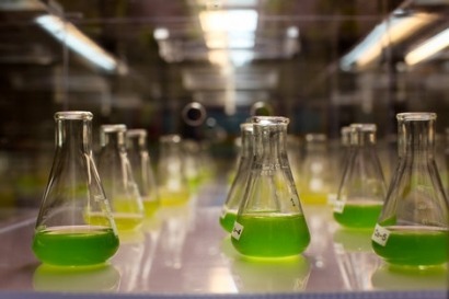 Algae.Tec enters deal with RIIHL to launch global biofuels division