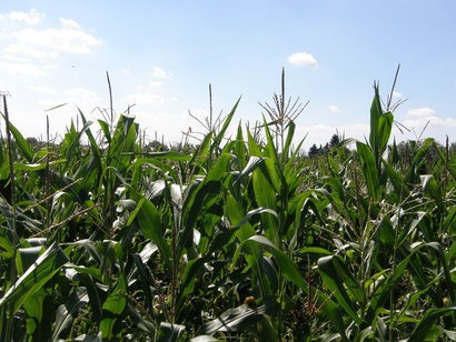 Soil Association warns against use of maize for biofuel production