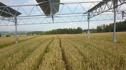 Growing crops at solar farms can boost panel performance and longevity 