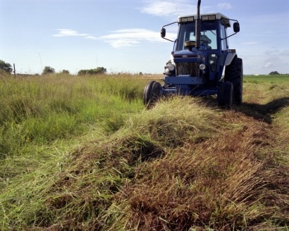 Researchers focus on switchgrass as a renewable fuel source