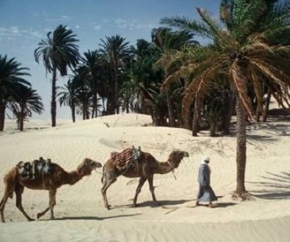 Italian delegation meets with Tunisian officials on renewables projects