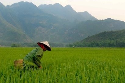 Vietnam has huge potential from biomass and waste says new report