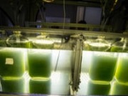 Muradel produces crude oil from algae at demonstration plant