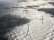 Borkum Riffgrund 1 offshore wind farm officially inaugurated
