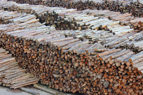 Biomass producer calls for clarity on restrictions concerning infected timber