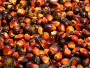 Crop giant turns to sustainable palm oil for biodiesel production in Brazil
