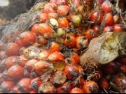 El biodiésel atrae a una empresa estadounidense