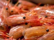 London University researchers create solar cells from shrimps