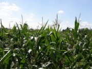 Soil Association warns against use of maize for biofuel production