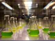 Algae.Tec enters deal with RIIHL to launch global biofuels division