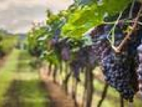 Cleantech Solar to develop 1 MWp rooftop solar system for Siam Winery