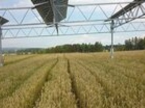 Growing crops at solar farms can boost panel performance and longevity 