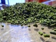 OriginOil collaborates with Idaho National Laboratory in algae biofuel research