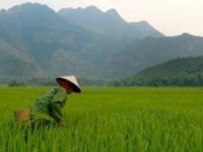 Vietnam has huge potential from biomass and waste says new report