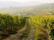 Vineyards and wineries embrace renewables, energy efficiency to best climate change