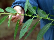 Willow genes could boost biofuel production