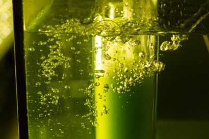 Algae Biomass Organization publishes updated standards for algae industry