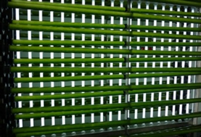 Endesa to test carbon capture using microalgae