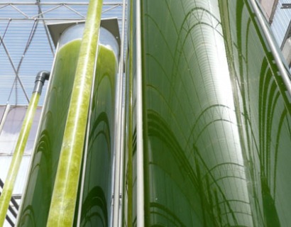 Royals show interest in algal biofuels