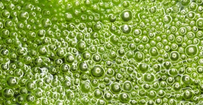 Algal biofuel in spotlight at Berlin Airshow