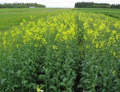 Agricultural group in western Canada eyes industrial crop oils for jet-engine bio-fuels