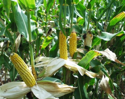 Over-fertilizing corn undermines ethanol production