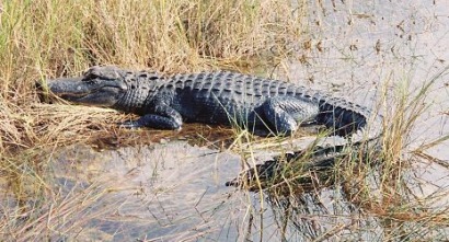 Researchers say alligator fat – yes, alligator fat -- could be used to make bio-diesel