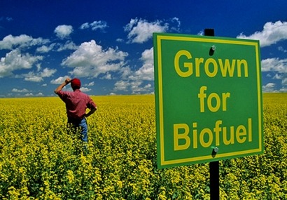 Biofuels comeback to reach all-time high