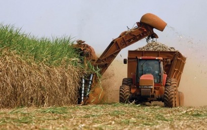 Sweetened or energized: the sugarcane dilemma